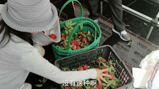 80多斤大冬瓜见过吗?海南荔枝哪种最好吃?夏天的海南旅居生活