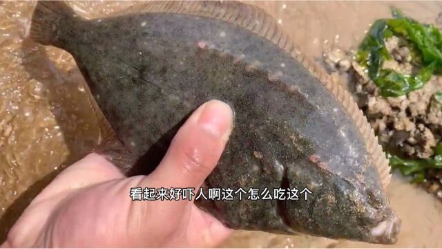 流水口的沙滩里隐藏着一条扁口鱼