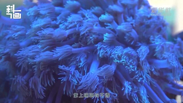 科画|珊瑚是植物还是动物?不要反复横跳了,它居然是……!