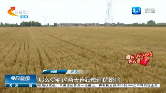 石家庄栾城区:连日降雨拖缓麦收进度,小麦总产量未受影响