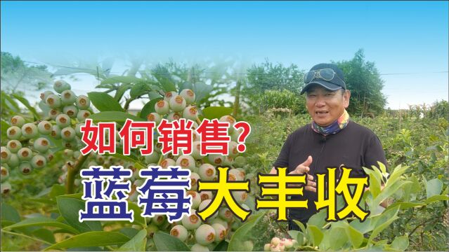 农村蓝莓大丰收,农民大伯犯难,5个销售举措,哪个更靠谱?