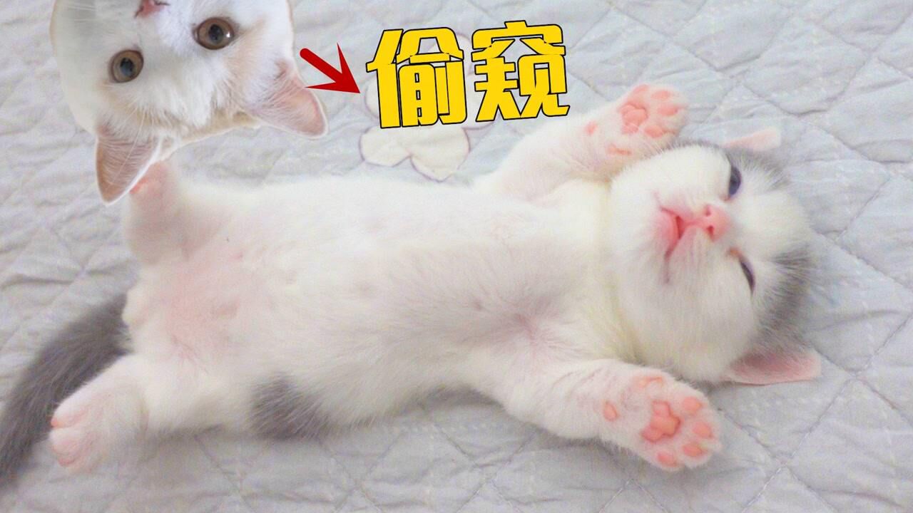 公猫天天偷窥小猫，母猫却不让父子相认，好可怜！_高清