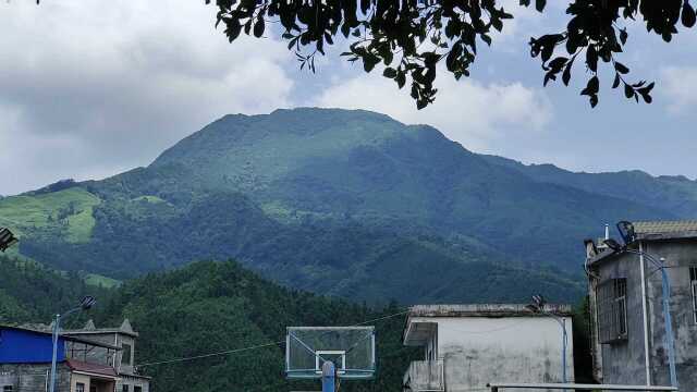 今天探访野生灵芝的生长环境