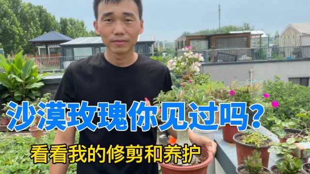 沙漠玫瑰你见过吗?来看看它长什么样,以及它的修剪和养护!