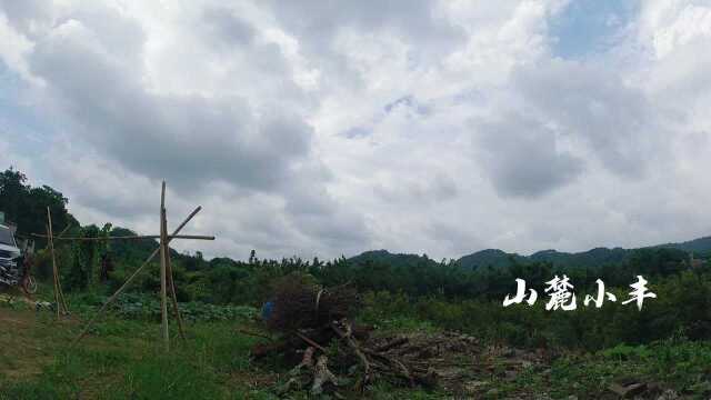 小丰就地取材,一天时间零成本打造葡萄架,看到最后效果太满意了