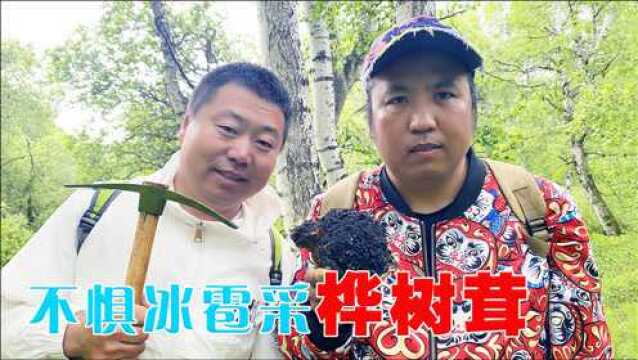 冰雹也阻挡不了采桦树茸,六石猴哥向老赶山人学习,闫哥真厉害!