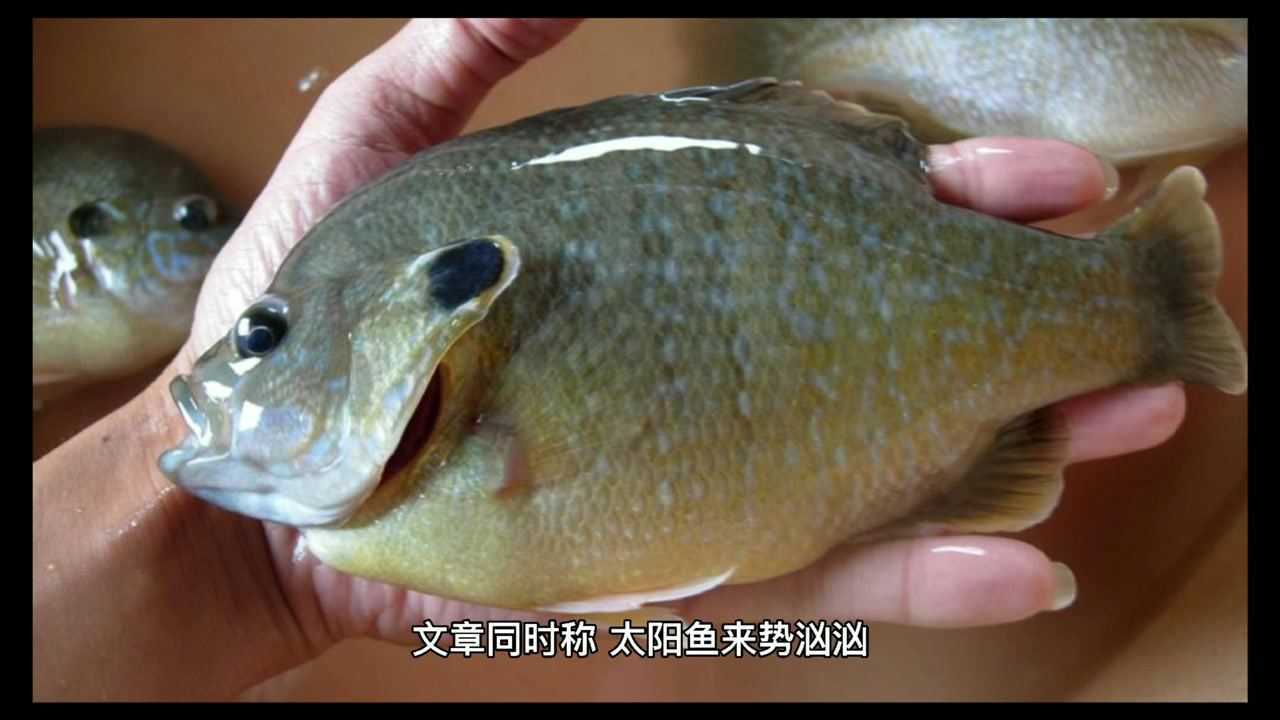 四川多地發現太陽魚,網友紛紛關心:能吃嗎?