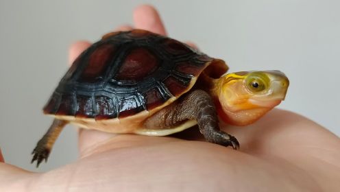 千元买了一只乌龟，到家后被它可爱到，以为自己买了一只假乌龟