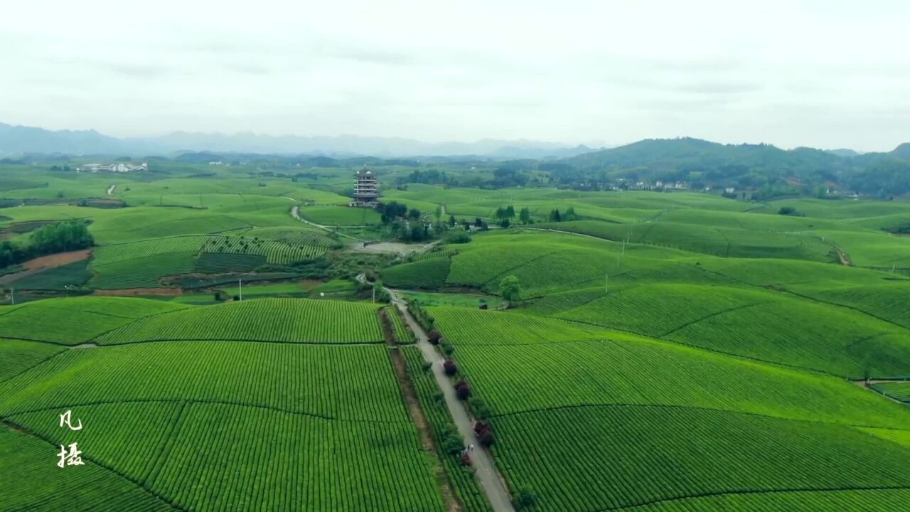 航拍贵州湄潭万亩茶海号称全世界面积最大的茶海果然壮观