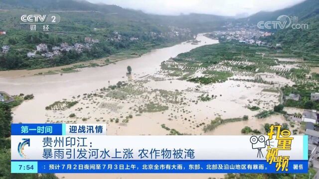 印江:暴雨致河水上涨,河水漫入农田,大量农作物被淹|第一时间