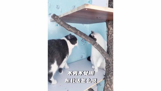 可爱的小猫咪