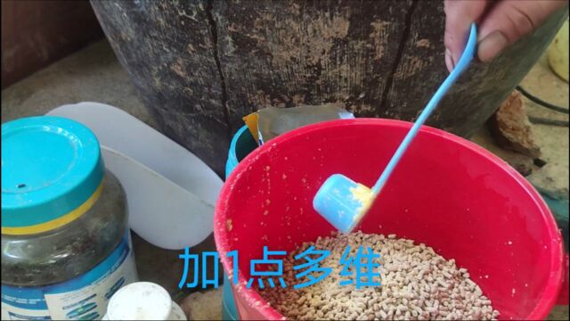 小猪生病痊愈了,小伙花了209元买了一包乳猪料帮它加餐,吃的真香