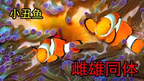 #“知识抢先知”征稿大赛# 小丑鱼：海葵共生鱼种，外表可爱，却意外是雌雄同体