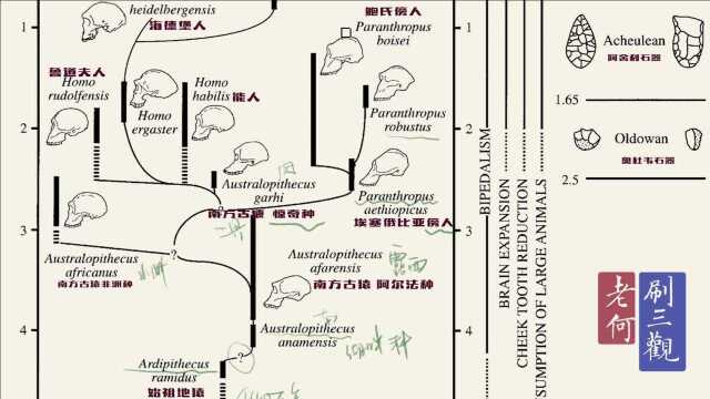 介绍两张国际上常用的人类进化图表