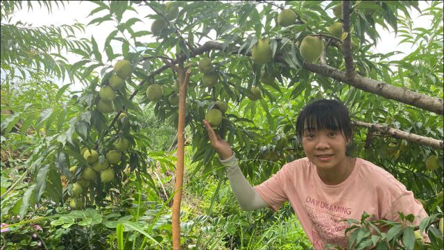 花高价买的果树苗就是不一样,第一年挂果就惊人,老板果然没骗人