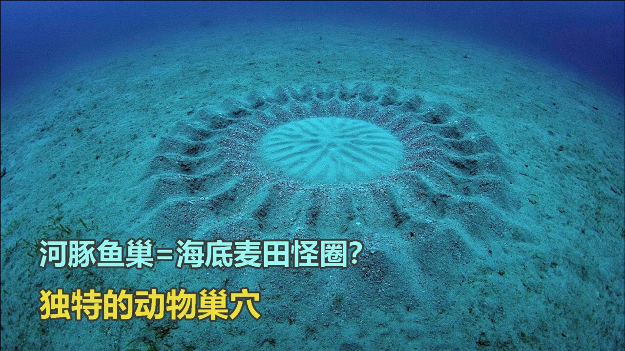 5种独特的动物巢穴，河豚巢看起来就像一个麦田怪圈，太神奇了吧_高清1080P在线观看平台_腾讯视频