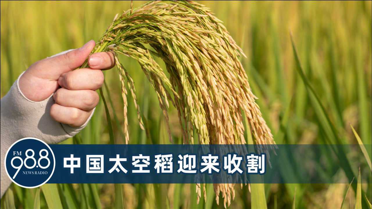 中国太空农业迈出关键一步,嫦娥五号水稻顺利收割,100%中国原创