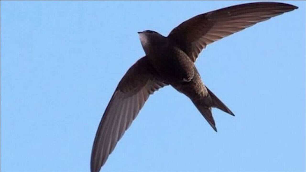 一辈子都在飞的"无脚鸟",一旦落地,就会死亡!