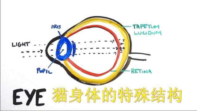 猫的眼睛为什么会发光,我来教你分辨猫的性别,猫在什么样的环境会更好 #“知识抢先知”征稿大赛#