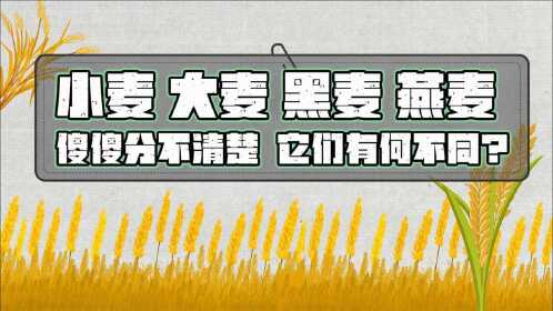 小麦,大麦,黑麦,燕麦如何快速区分?3分钟教你一个小技巧