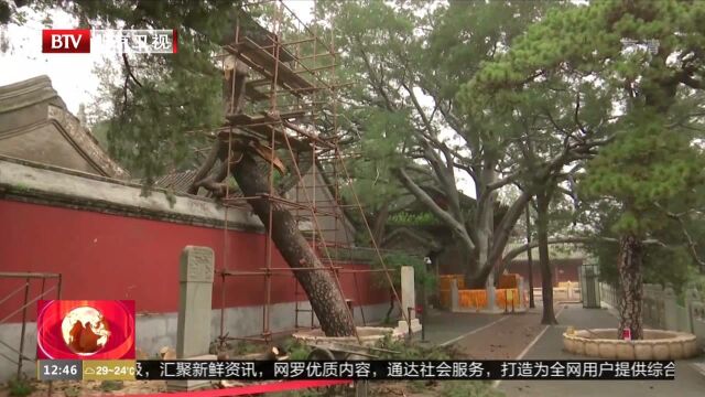 10小时生死时速!门头沟为戒台寺300岁“骨折”油松做紧急嫁接手术