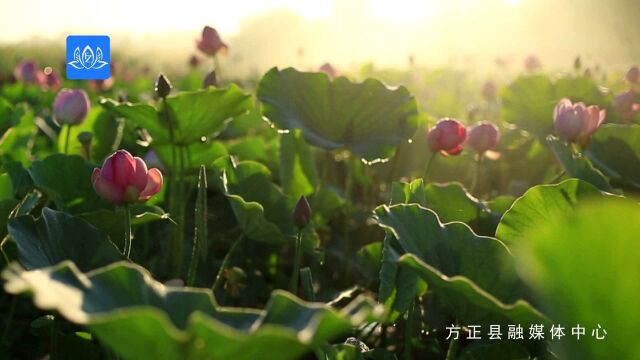 方正县第二十五届莲花节即将盛大开幕