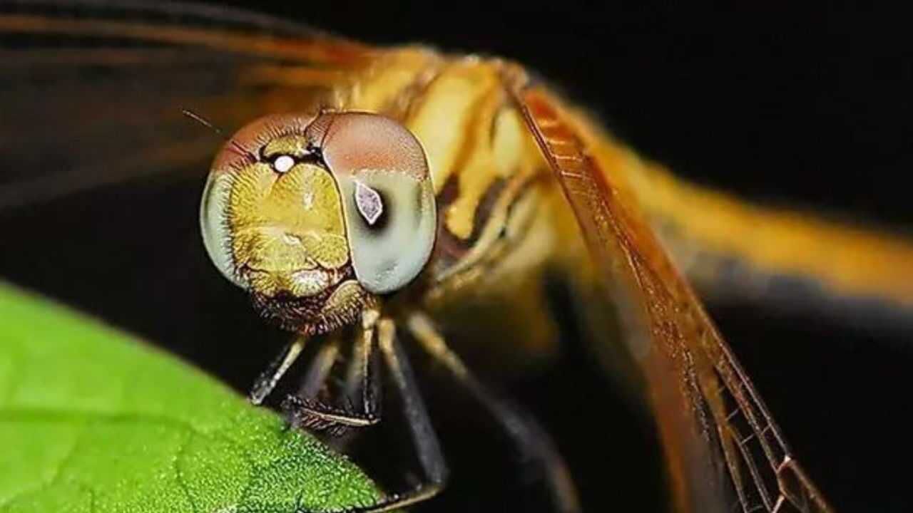 复眼使蜻蜓的视角可以达到360度视力比其它昆虫更好