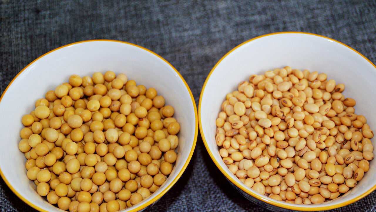 转基因黄豆和非转基因大豆有什么区别全面讲解看完别再买错