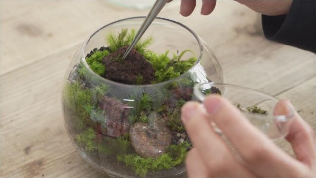 玻璃缸造景!山上挖回来的苔藓植物,在玻璃缸里造景,意境好美