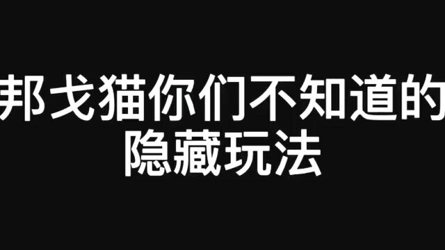 桌面代打小猫:邦戈猫你们不知道的隐藏玩法!