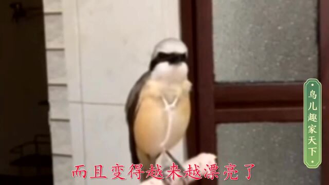 虎纹伯劳招手来挥手去乖巧听话,花口鸣唱更是一绝