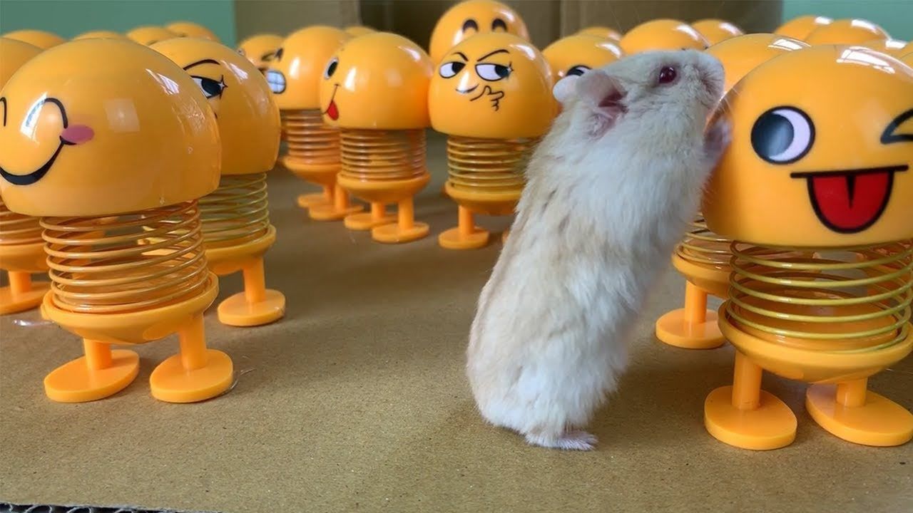 小仓鼠玩游戏:玩具迷宫大挑战,看它如何走最抖的路赢最大的奖_腾讯