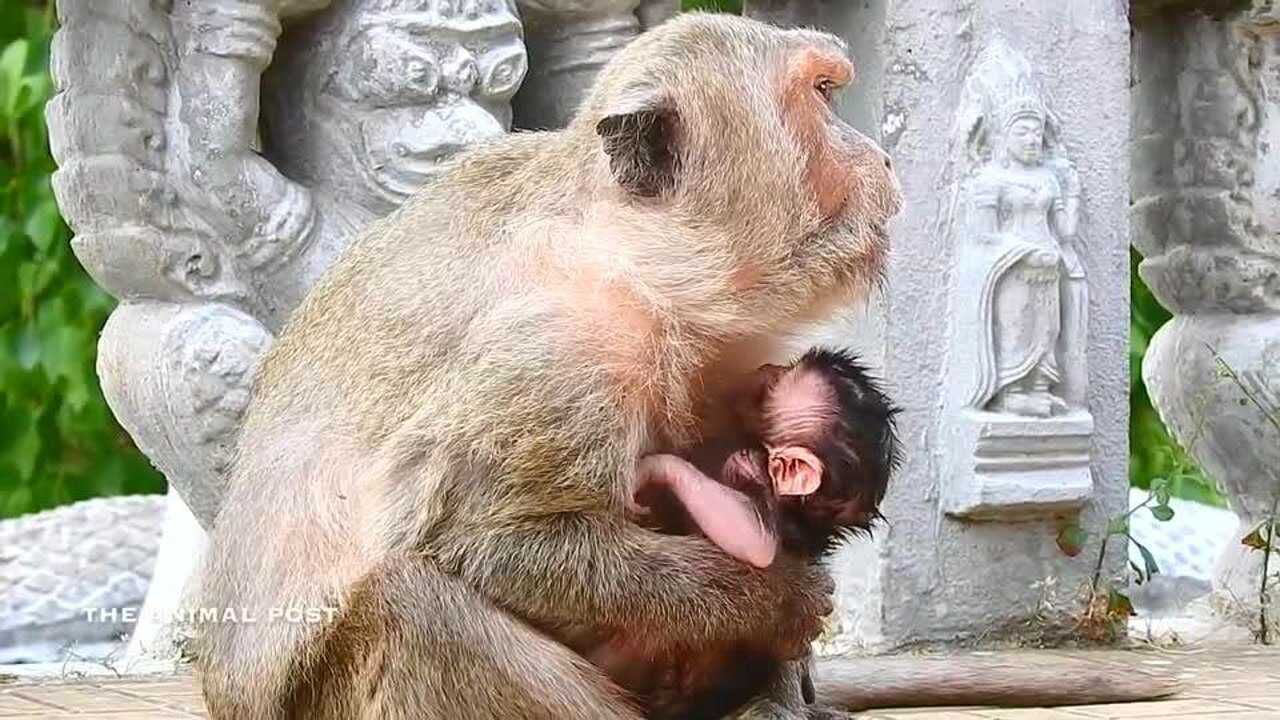 年老的母猴意外怀孕生下小猴子后身体实在支撑不住看着心酸