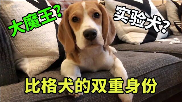 拆家能力不输哈士奇的狗子,大魔王比格犬,为何让人又爱又恨?