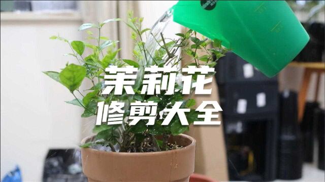 园艺师教你修剪茉莉花,这可能是关于茉莉花,最全面的修剪教程