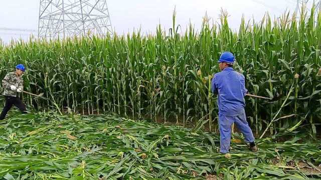 农民伯伯对不起,为了装电网只能把未成熟的玉米砍掉,这都是农民的心血呀!