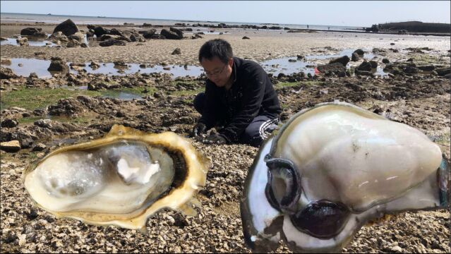 废弃多年海参池成天然野生蚝田,新开发的秘密基地,吃独食专用