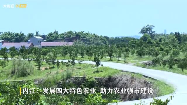 砥砺奋进的五年 | 内江:发展四大特色农业 助力农业强市建设