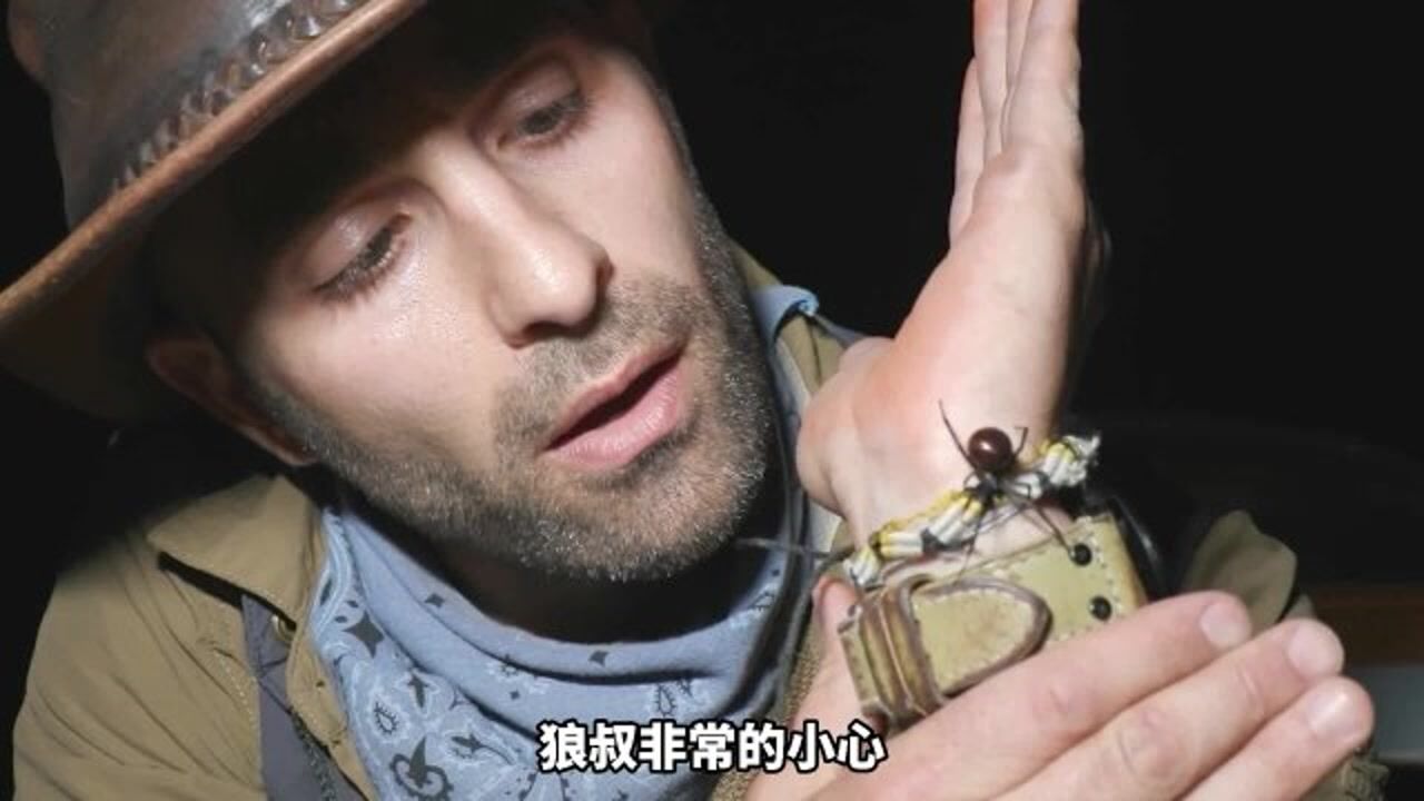 狼叔挑战被大蜈蚣,蜘蛛,500只红火蚁咬会是什么感觉?