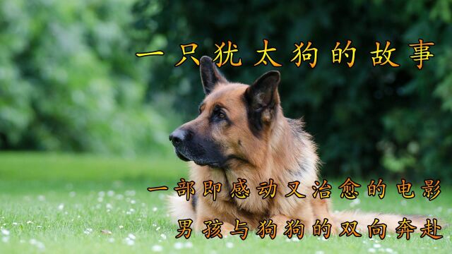 男孩与狗狗的双向奔赴 忠犬护主 即感动又治愈#电影种草指南大赛#