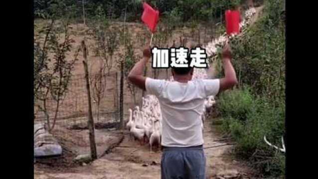 是什么让这些鹅配合的这么好