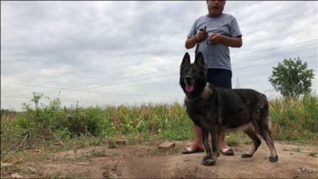 这只东德牧羊犬才是纯种标椎型,它是德国原版,大家来欣赏品评下