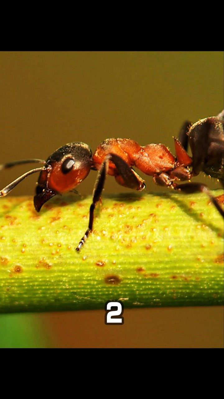 红火蚁 不可战胜的兵团 #蚂蚁 #红火蚁 #纪录片_腾讯视频