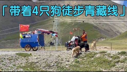 推婴儿车徒步西藏的陕西小哥，沿路捡了4只流浪狗，还要送我一只