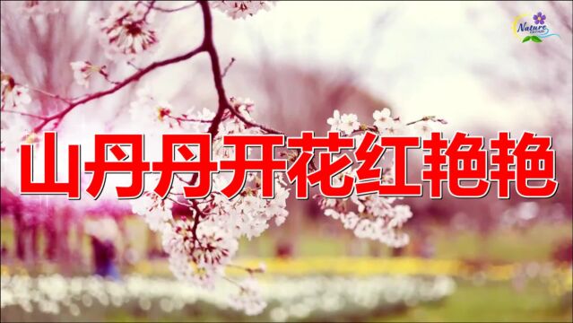 经典老歌:《山丹丹开花红艳艳》歌曲旋律动听优美,歌词唯美别致