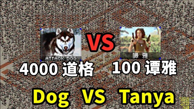 4000二哈 VS 100谭雅 红警红色警戒2 PK