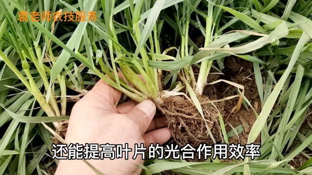 种植小麦前,用芸苔素内酯这样拌种子,麦苗根系发成堆分蘖又多