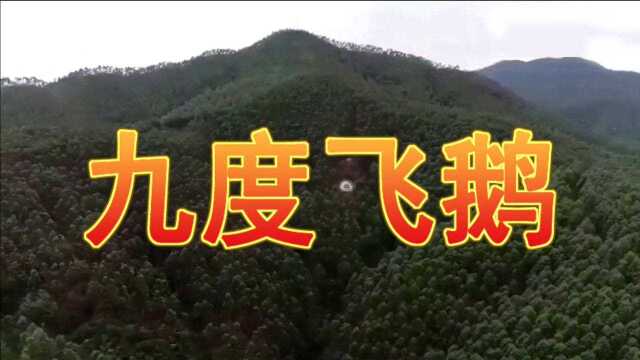 张氏上格之地《九度飞蛾》