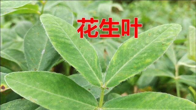 农村的“花生叶”是香馍馍,原有3大妙用,解决很多男女小烦恼