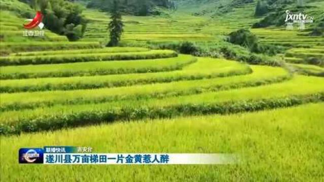 遂川县万亩梯田一片金黄惹人醉